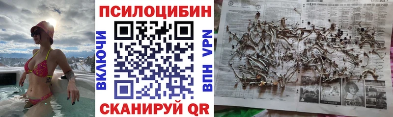 Галлюциногенные грибы Psilocybe Губкинский